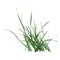 3D Rendering Grass Clump on White