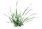 3D Rendering Grass Clump on White