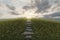 3d rendering of green hill of grass covered by dandelion plants and stone plates