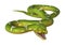 3D Rendering Green Tree Python on White