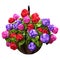 3D Rendering Hanging Basket with Geranium Flowers on White