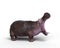 3D rendering of a Hippopotamus in aggressive pose isolated on a white background