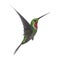 3D Rendering Humming Bird on White