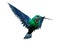 3D Rendering Humming Bird on White