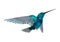 3D Rendering Humming Bird on White