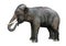3D Rendering Indian Elephant on White