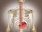 3D Rendering Intestinal internal organ