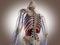 3D Rendering Intestinal internal organ