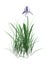 3D Rendering iris Flower on White