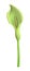 3D Rendering Italian Arum Flower on White