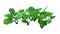 3D Rendering Italian Arum Plants on White