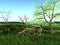 3d rendering of jaguar on grassy green plain