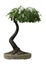 3D Rendering Japanese Bonsai Maple Tree on White