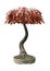 3D Rendering Japanese Bonsai Maple Tree on White