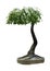 3D Rendering Japanese Bonsai Maple Tree on White