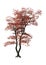 3D Rendering Japanese Maple Tree on White