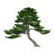 3D Rendering Japanese Pine Tree on White