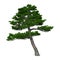 3D Rendering Japanese Pine Tree on White