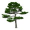 3D Rendering Japanese Pine Tree on White