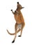 3D Rendering Kangaroo on White