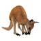 3D Rendering Kangaroo on White