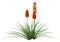 3D Rendering Kniphofia Plants on White