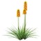 3D Rendering Kniphofia Plants on White