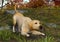 3D Rendering Labrador Dog