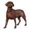 3D Rendering Labrador Dog on White