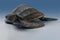 3d rendering of Leatherback turtle or Dermochelys coriacea, isolated on blue tone background, clipping paths
