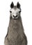 3D Rendering Llama or Lama on White