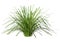 3D Rendering Lomandra Grass on White