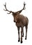 3D Rendering Male Deer on White