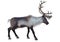 3D Rendering Male Reindeer on White