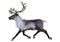 3D Rendering Male Reindeer on White