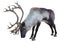 3D Rendering Male Reindeer on White