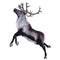 3D Rendering Male Reindeer on White