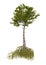 3D Rendering Mangrove Tree on White