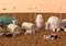 3D Rendering Mars Colony