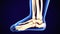 3d rendering medical illustration of the feet bone
