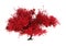 3D Rendering Momiji Tree on White