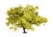 3D Rendering Momiji Tree on White