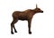 3D Rendering Moose Calf on White