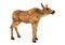 3D Rendering Moose Calf on White