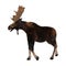 3D Rendering Moose on White