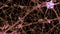 3D rendering of a network of neuron cells and synapses in the brain through which electrical impulses and discharges pass