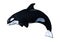 3D Rendering Orca Killer Whale Calf on White