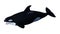 3D Rendering Orca Killer Whale Calf on White