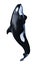 3D Rendering Orca Killer Whale Calf on White