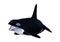 3D Rendering Orca Killer Whale on White